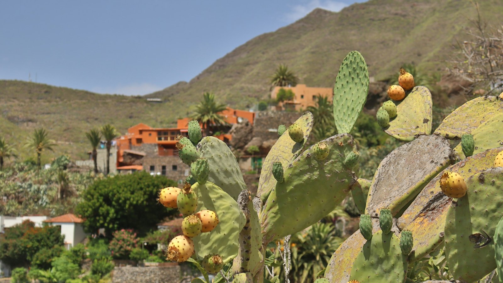 Primavera Corralejo